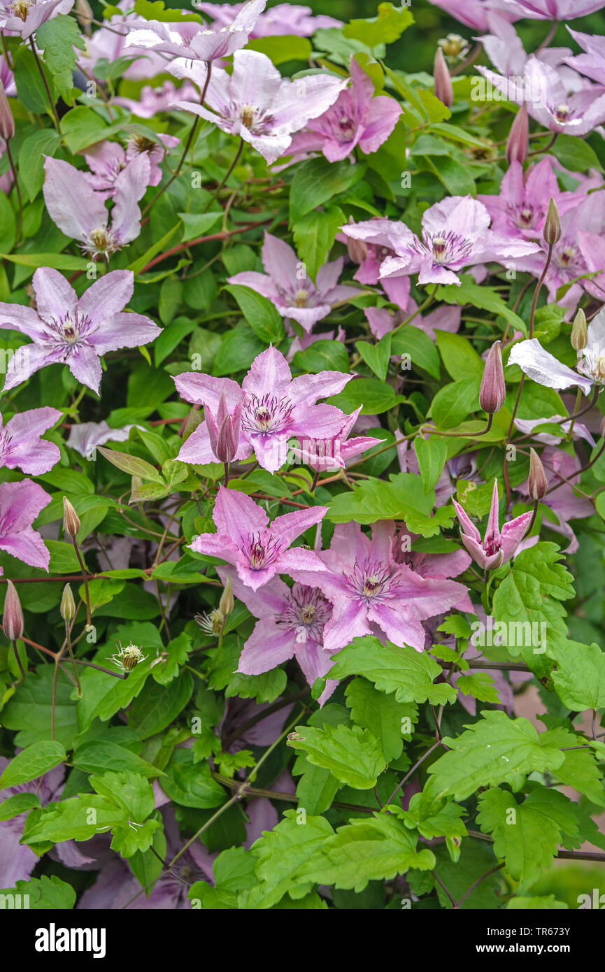 clematis, virgins-bower (Clematis 'Hagley Hybrid', Clematis Hagley Hybrid), blooming, cultivar Hagley Hybrid Stock Photo