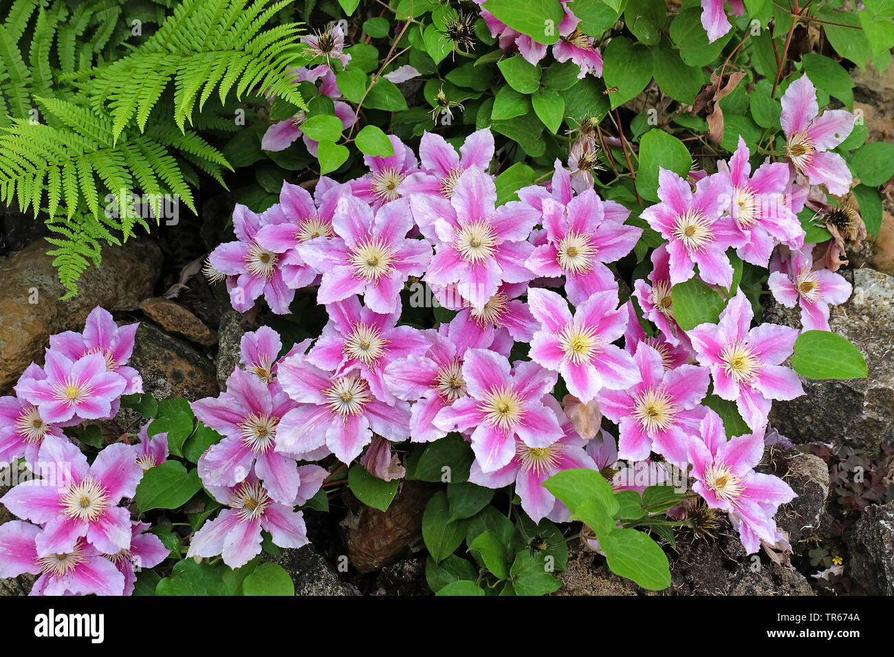 clematis, virgins-bower (Clematis 'Piilu', Clematis Piilu), blooming, cultivar Piilu Stock Photo