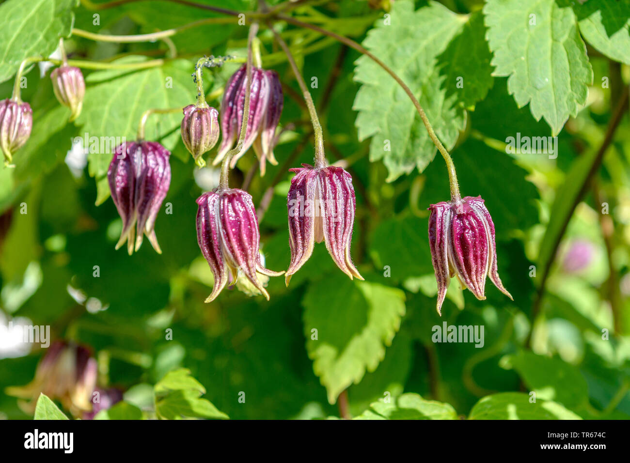 Clematis (Clematis chiisanensis), blooming Stock Photo