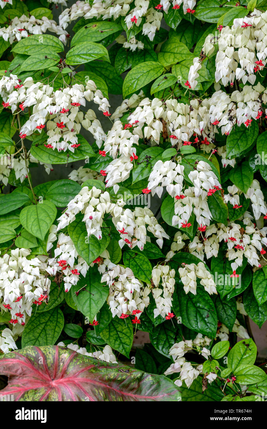 bleeding heart vine, bleeding heart glorybower, Glory Tree (Clerodendrum thomsoniae), blooming, Germany, Bavaria Stock Photo