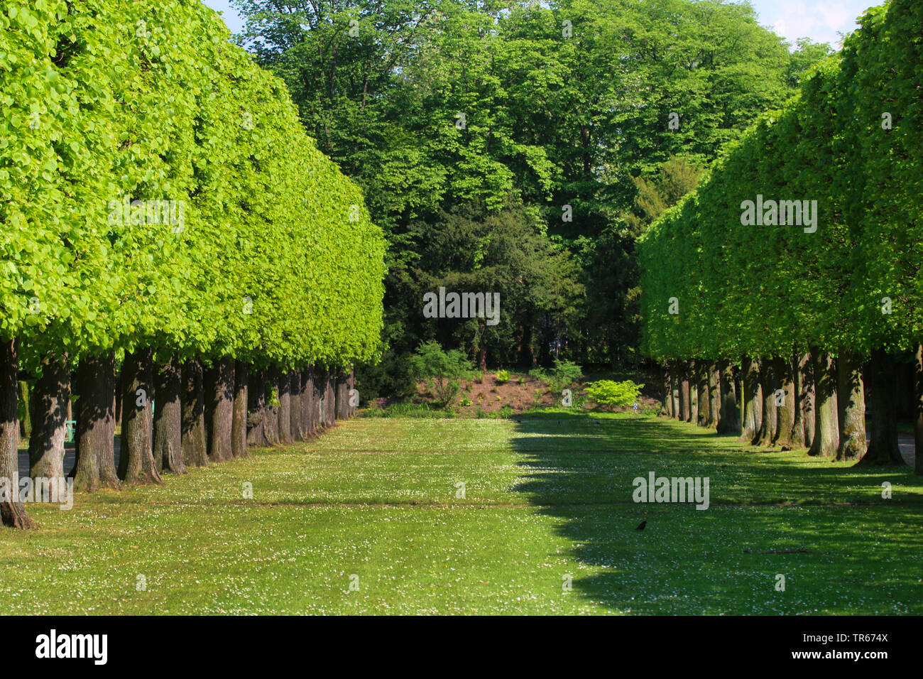 maple (Acer spec.), rows of maple trees in a park, Germany Stock Photo