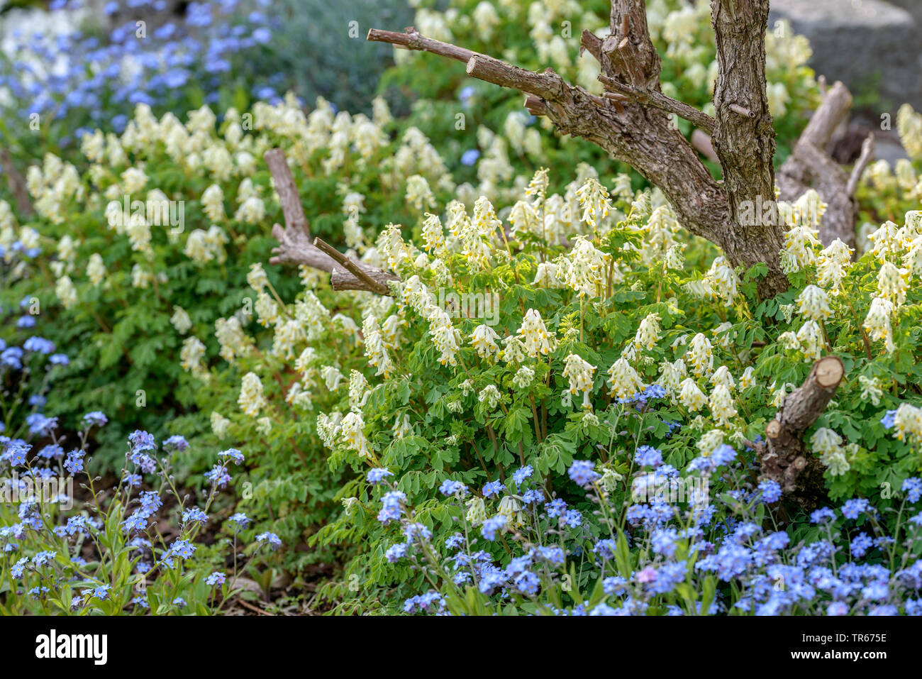 White corydalis (Pseudofumaria alba, Corydalis ochroleuca), blooming together with forget-me-nots, Germany Stock Photo