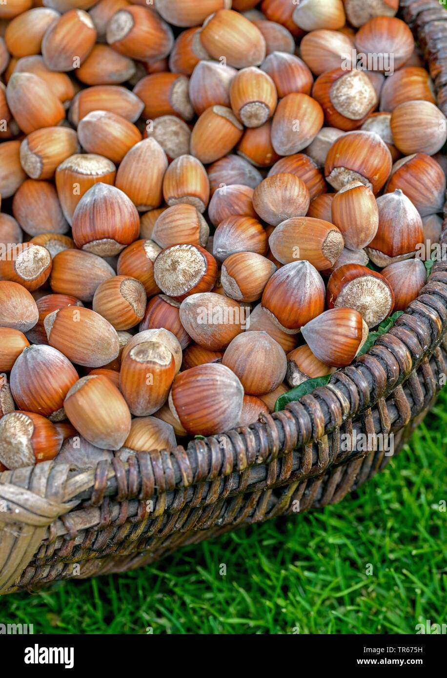 hazelnut (Corylus avellana), hazelnuts in a basket, Germany Stock Photo