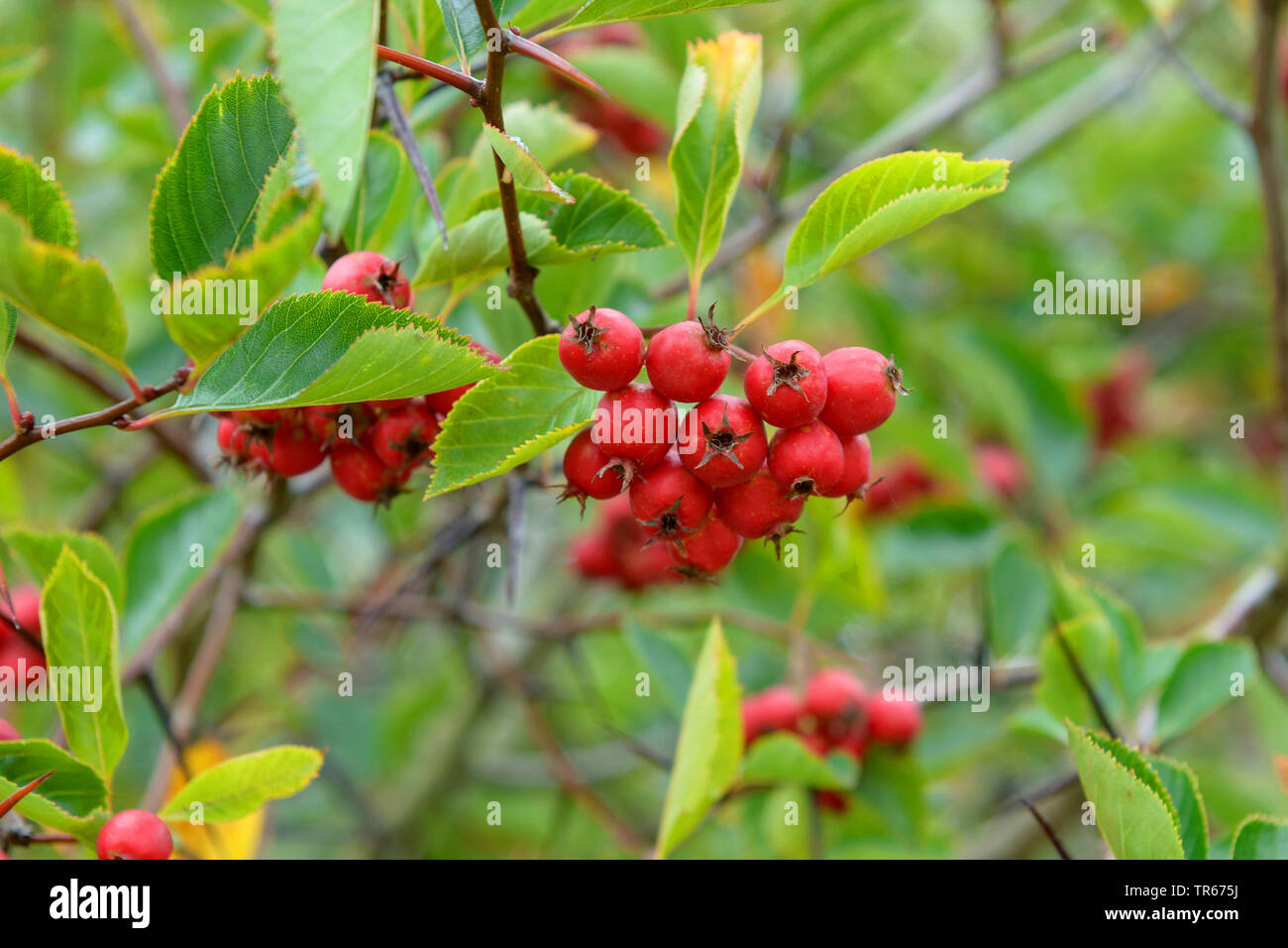 hawthorn (Crataegus x persimilis 'Splendens', Crataegus x persimilis Splendens, Crataegus persimilis), fruits on a branch, cultivar Splendens, Germany, Hesse Stock Photo