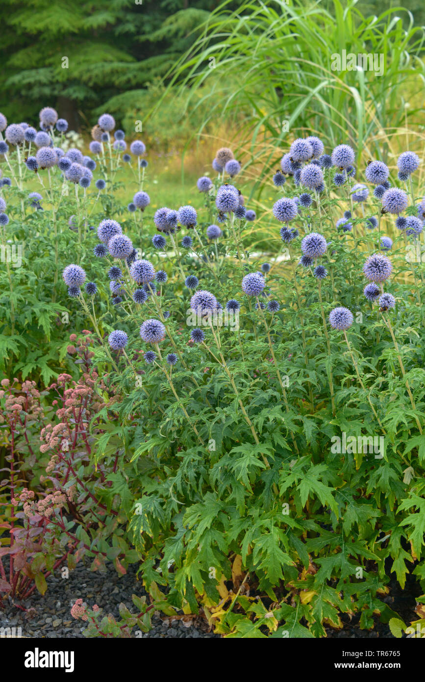 Blue globe thistle (Echinops bannaticus 'Taplow Blue', Echinops bannaticus Taplow Blue), blooming with bumble bees, Taplow Blue Stock Photo