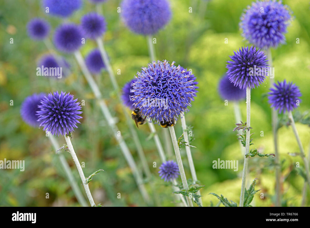 southern globethistle (Echinops ritro 'Veitch's Blue', Echinops ritro  Veitch's Blue), blooming with bumble bees, cultivar Veitch's Blue Stock  Photo - Alamy