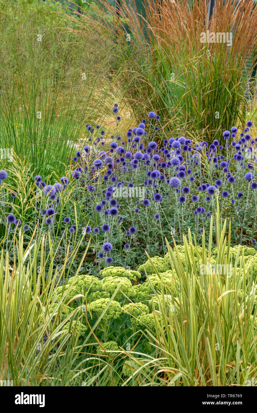 southern globethistle (Echinops ritro 'Veitch's Blue', Echinops ritro Veitch's Blue), blooming, cultivar Veitch's Blue Stock Photo