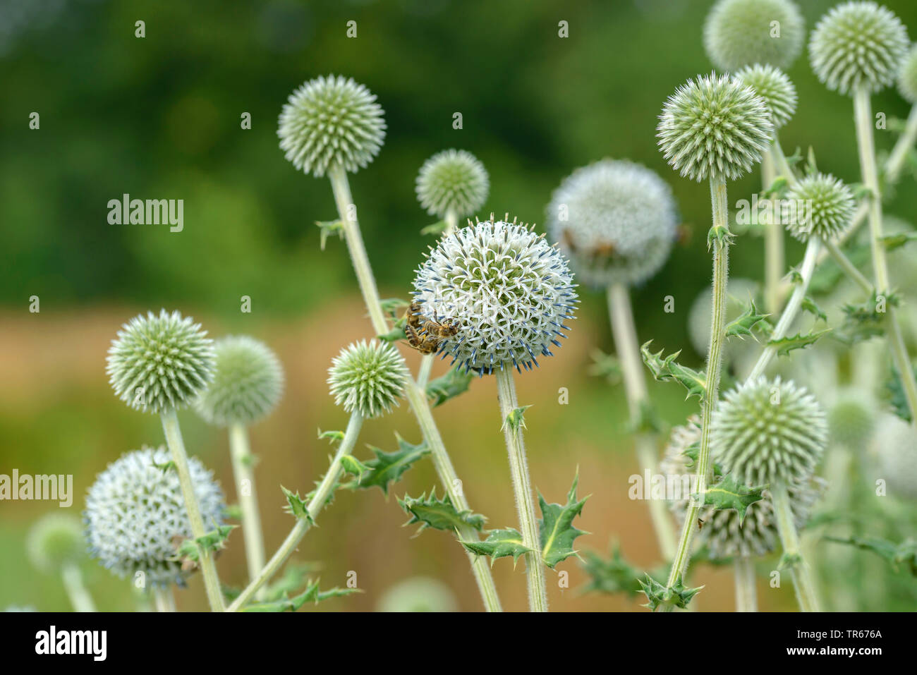 great globethistle, great globe-thistle, giant globe thistle (Echinops sphaerocephalus), blooming with bees, Austria Stock Photo