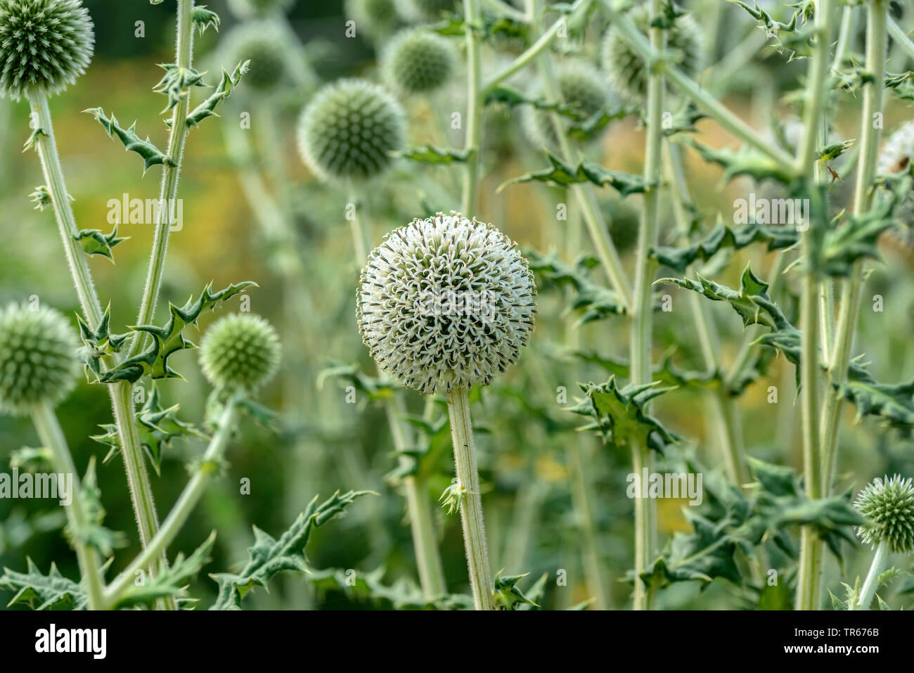 great globethistle, great globe-thistle, giant globe thistle (Echinops sphaerocephalus), blooming, Austria Stock Photo