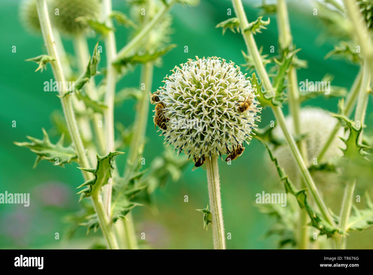 great globethistle, great globe-thistle, giant globe thistle (Echinops sphaerocephalus), blooming with bees, Austria Stock Photo