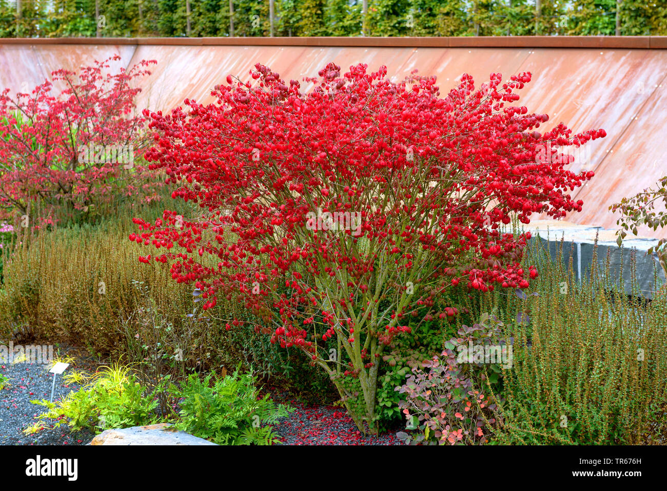 winged burning bush,wahoo, winged euonymus, winged spindle-tree (Euonymus alatus 'Compactus', Euonymus alatus Compactus, Euonymus alata, Euonymus alatus), cultivar Compactus in autumn, Germany, Hesse Stock Photo