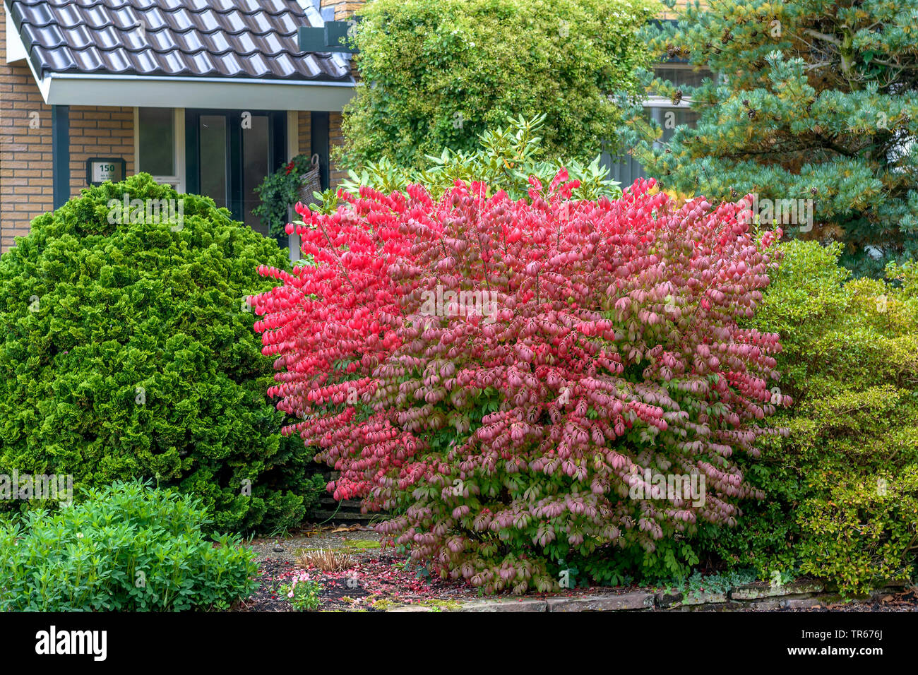 winged burning bush,wahoo, winged euonymus, winged spindle-tree (Euonymus alatus 'Compactus', Euonymus alatus Compactus, Euonymus alata, Euonymus alatus), cultivar Compactus in autumn Stock Photo