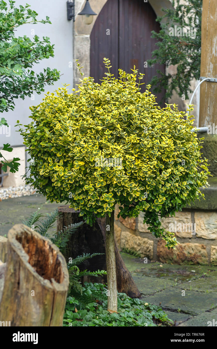 climbing euonymus, wintercreeper euonymus, winter-creeper (Euonymus fortunei 'Emerald 'n' Gold', Euonymus fortunei Emerald 'n' Gold), cultivar Emerald 'n' Gold in a frontgarden, Germany, Saxony Stock Photo