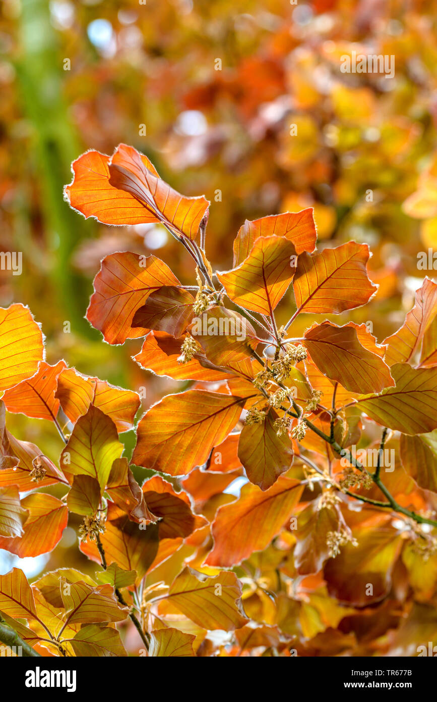 copper beech (Fagus sylvatica var. purpurea, Fagus sylvatica 'Atropunicea', Fagus sylvatica Atropunicea), leaf shoots in spring, cultivar Atropunicea Stock Photo