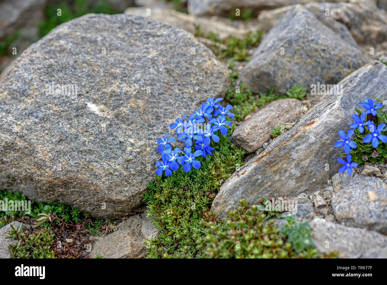 Bavarian Gentian (Gentiana bavarica), blooming among rocks, Austria, Hohe Tauern National Park Stock Photo