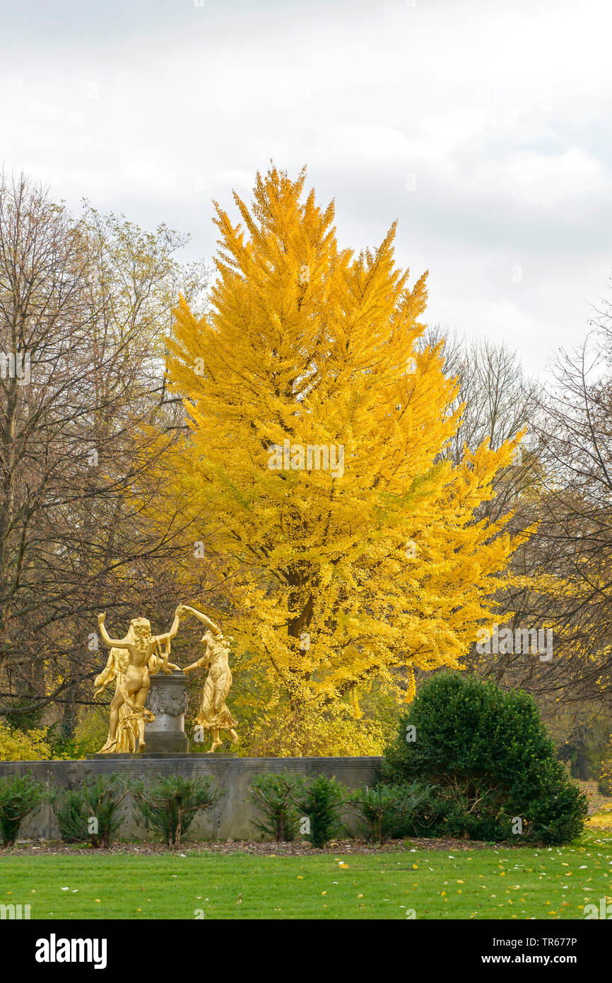 maidenhair tree, Ginkgo Tree, Gingko Tree, Ginko Tree (Ginkgo biloba), park  tree in autumn, Germany, Saxony, Dresden, Buergerwiese Stock Photo - Alamy