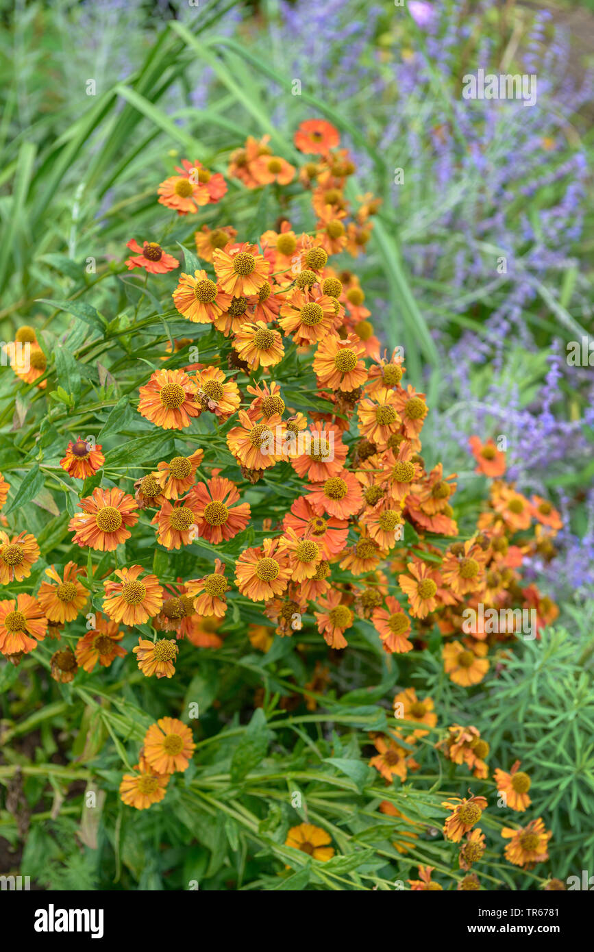 Helenium (Helenium 'Waltraut', Helenium Waltraut), blooming, cultivar Waltraut, Germany, Brandenburg Stock Photo