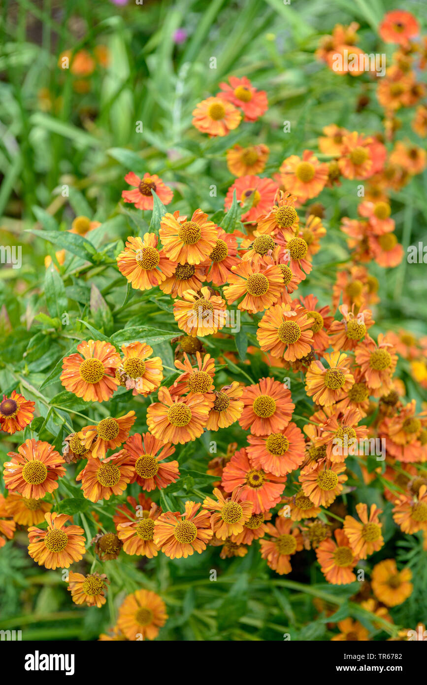 Helenium (Helenium 'Waltraut', Helenium Waltraut), blooming, cultivar Waltraut Stock Photo