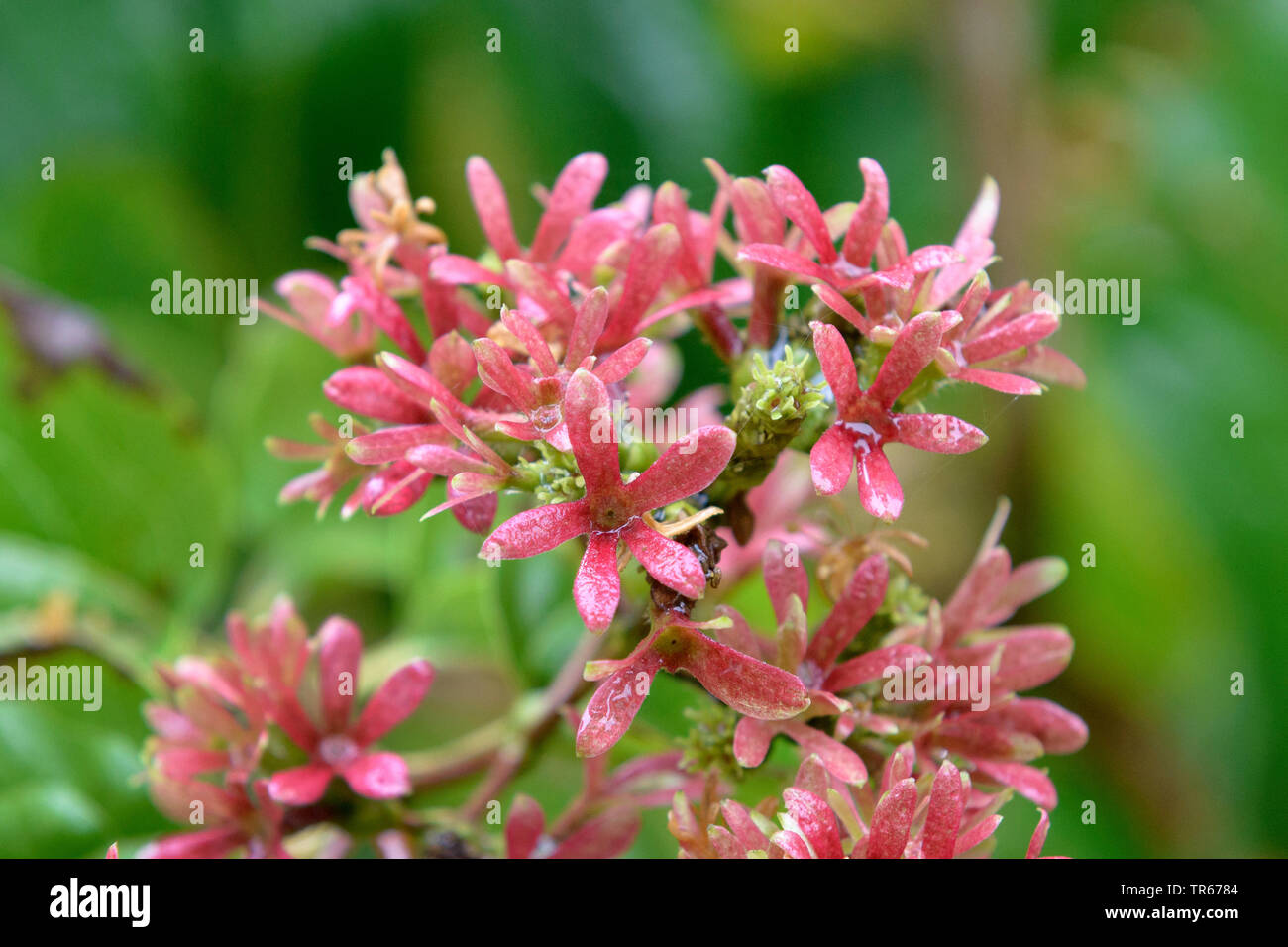 seven-son flower (Heptacodium miconioides, Heptacodium jasminoides), blooming Stock Photo