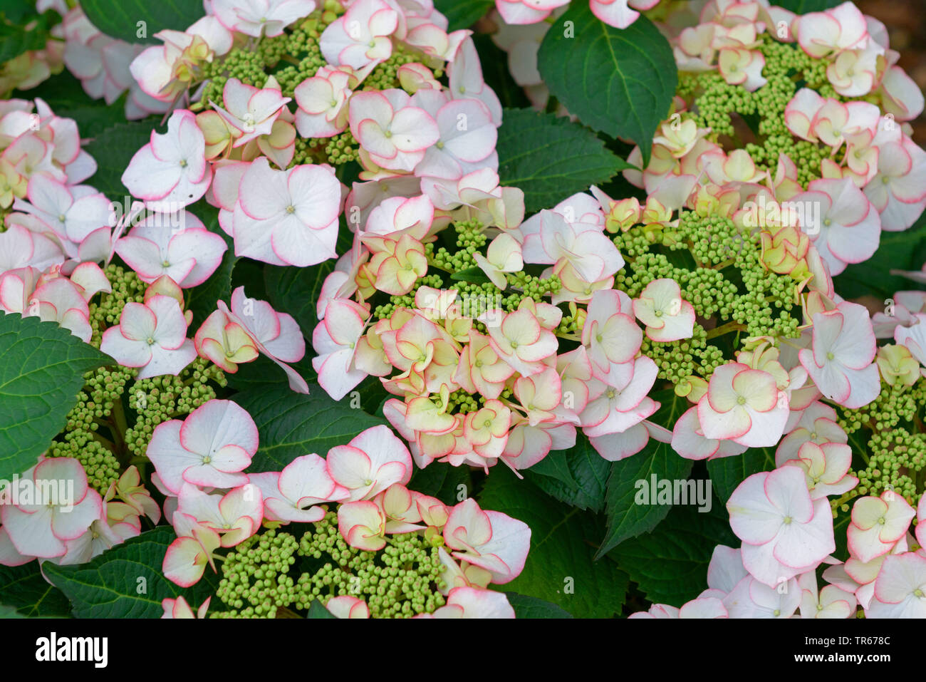 Garden hydrangea, Lace cap hydrangea (Hydrangea macrophylla ''Charm'', Hydrangea macrophylla Charm), blooming, cultivar Charm Stock Photo