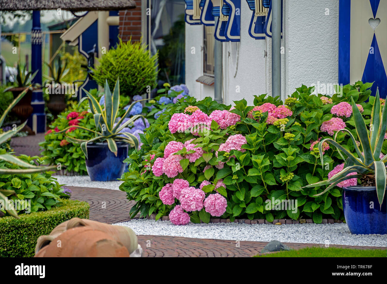 Garden hydrangea, Lace cap hydrangea (Hydrangea macrophylla), blooming in a frontyard with Agave americana 'Marginata', Netherlands Stock Photo