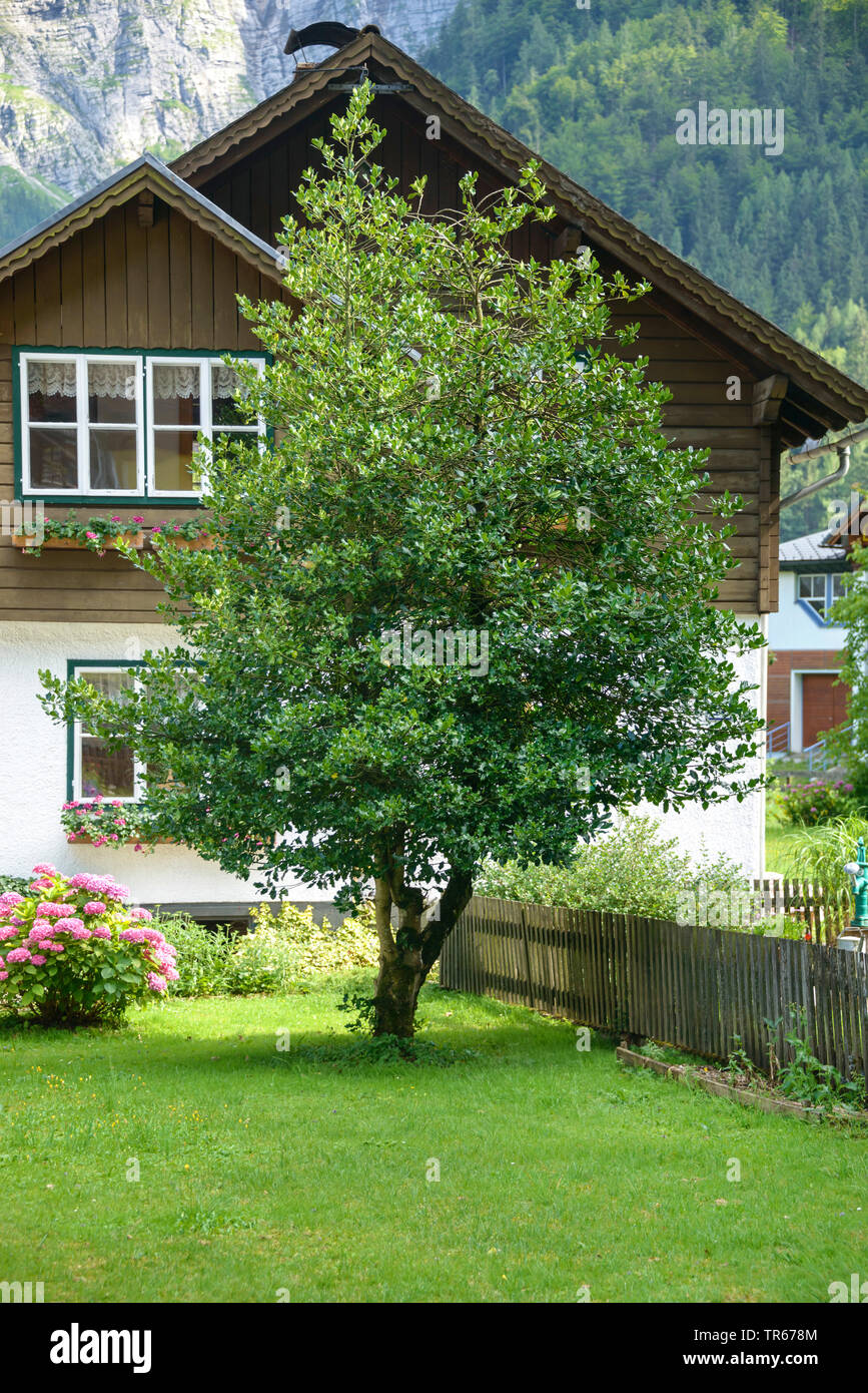 common holly, English holly (Ilex aquifolium), Austria, Upper Austria Stock Photo