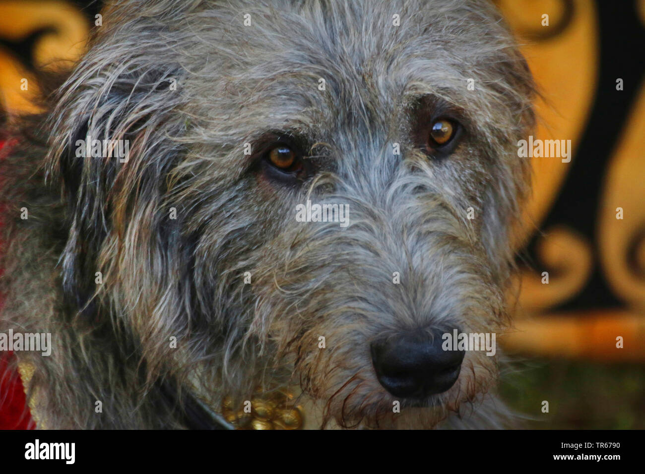 Irish Wolfhound (Canis lupus f. familiaris), portrait, Germany Stock Photo