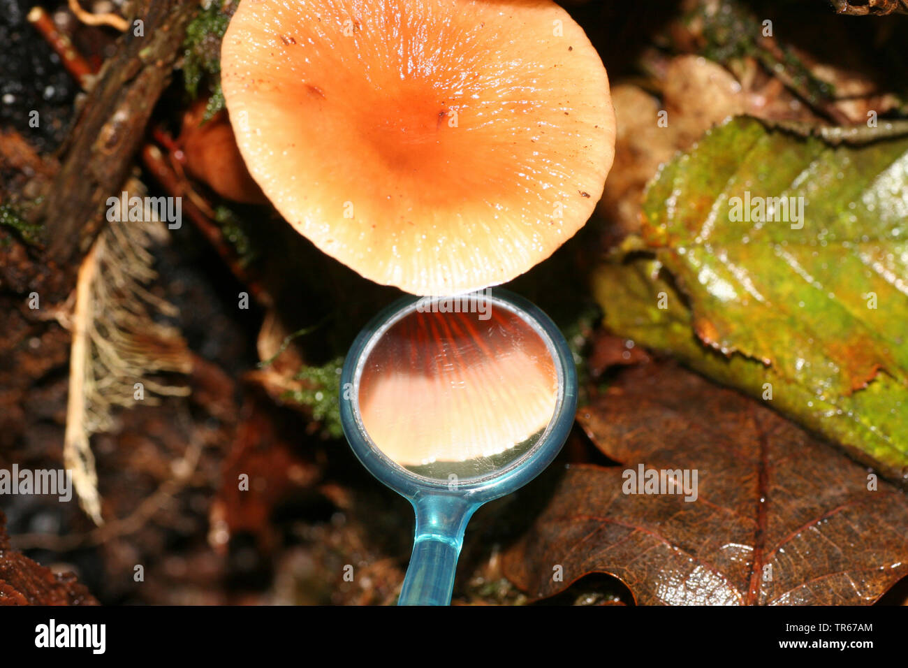 determination of a mushroom with a mirror, Germany Stock Photo