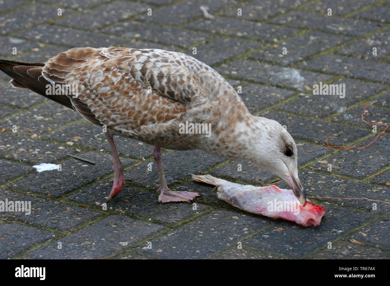 herring gull (Larus argentatus), squeeker feeding on dead fish, Germany Stock Photo