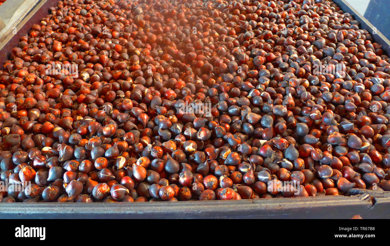 Tulip bulb production hires stock photography and images Alamy