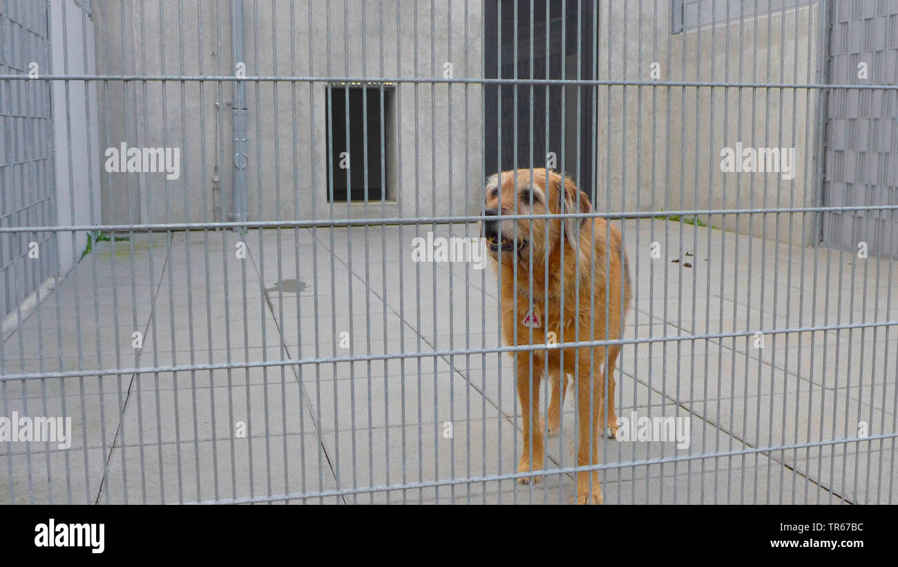 mixed breed dog (Canis lupus f. familiaris), in a animal shelter, Germany Stock Photo