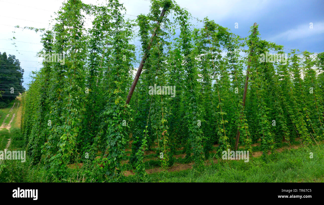 common hop (Humulus lupulus), cultivation of hop, Germany, Bavaria Stock Photo