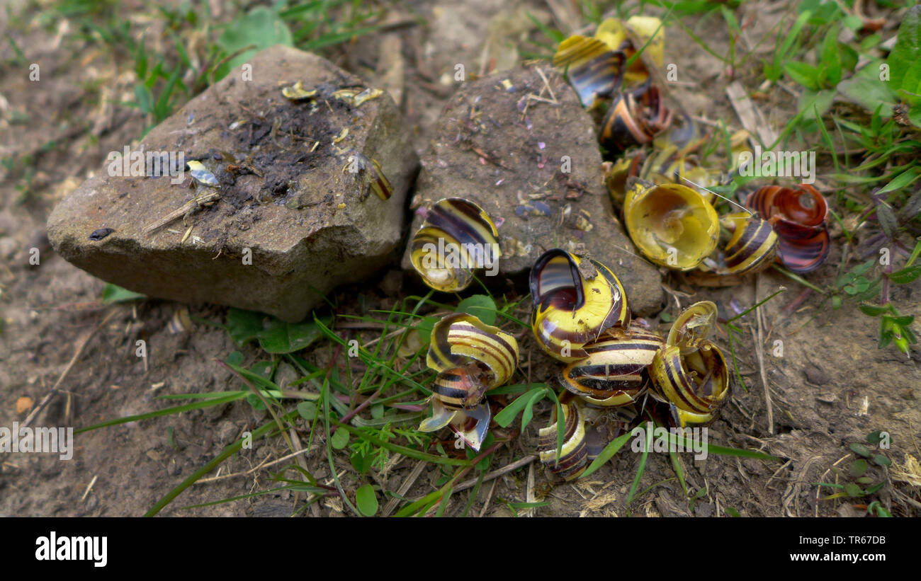 gardensnail, banded snail (Cepaea spec.), thrush anvil with destroyed, Germany Stock Photo