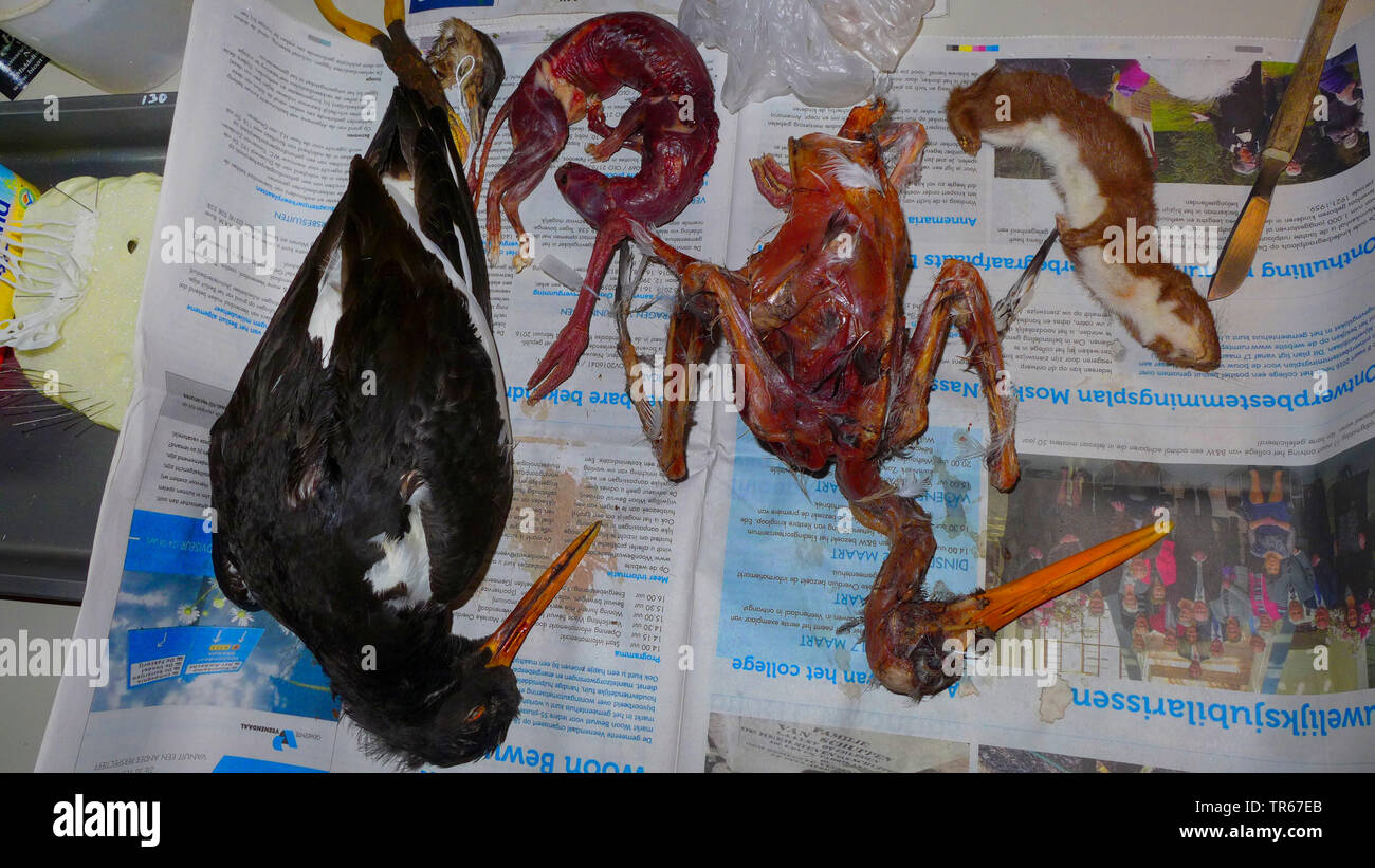palaearctic oystercatcher (Haematopus ostralegus), oystercatcher and least weasel are prepared for taxidermy Stock Photo