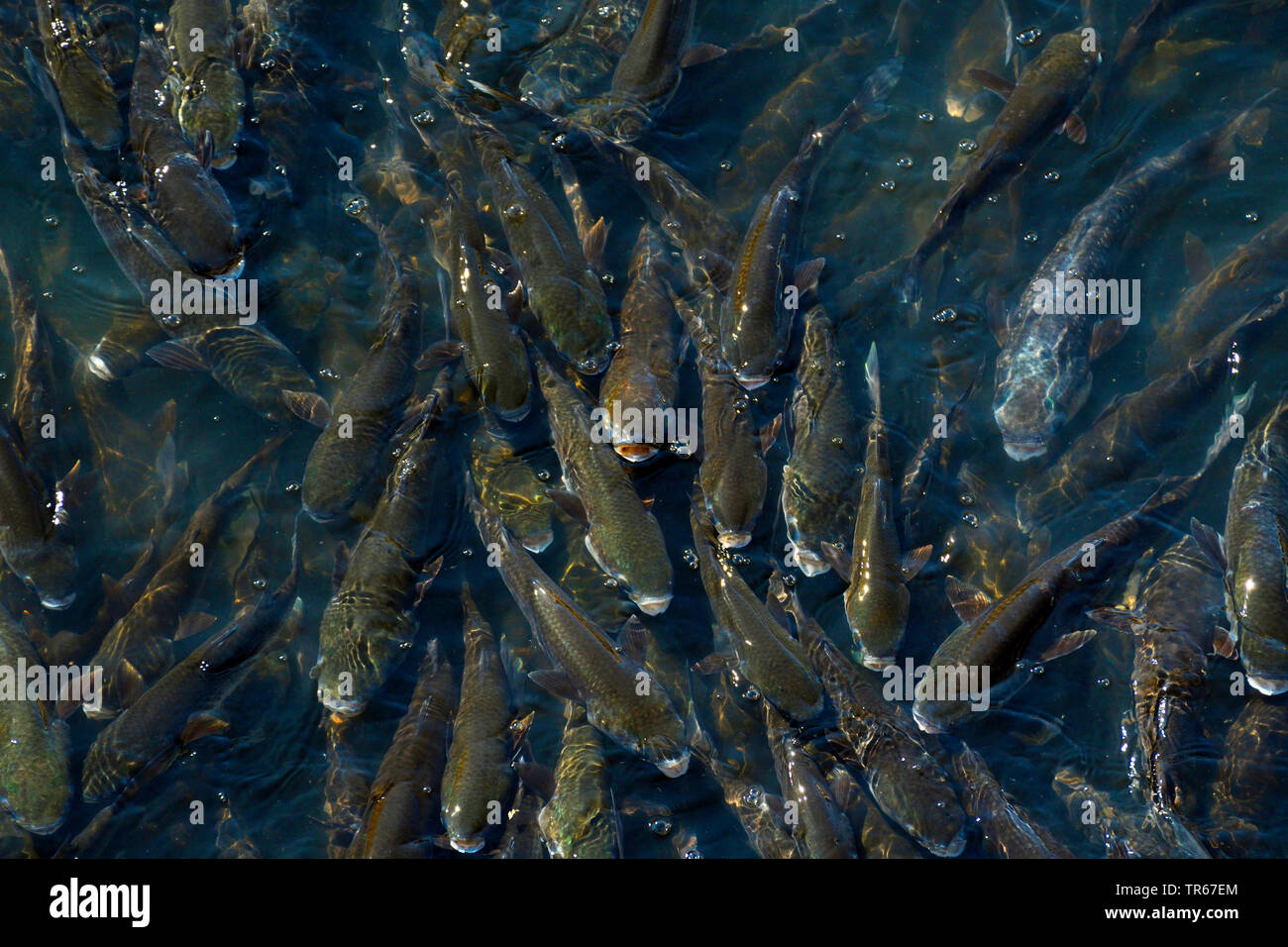 thousands of fish gasping for air, Portugal, Porto Stock Photo