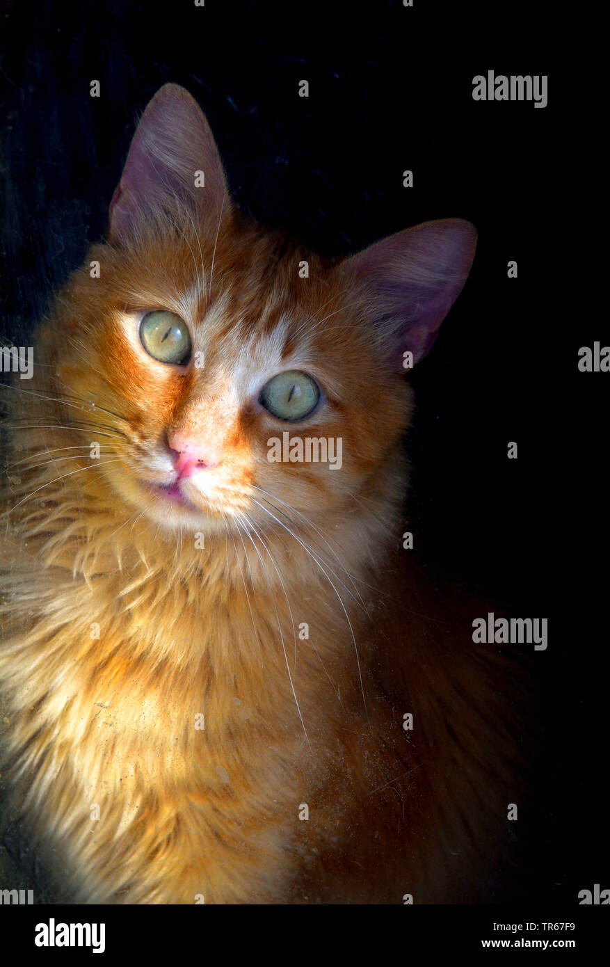 domestic cat, house cat (Felis silvestris f. catus), portrait of a marmalade cat, front view, Portugal Stock Photo