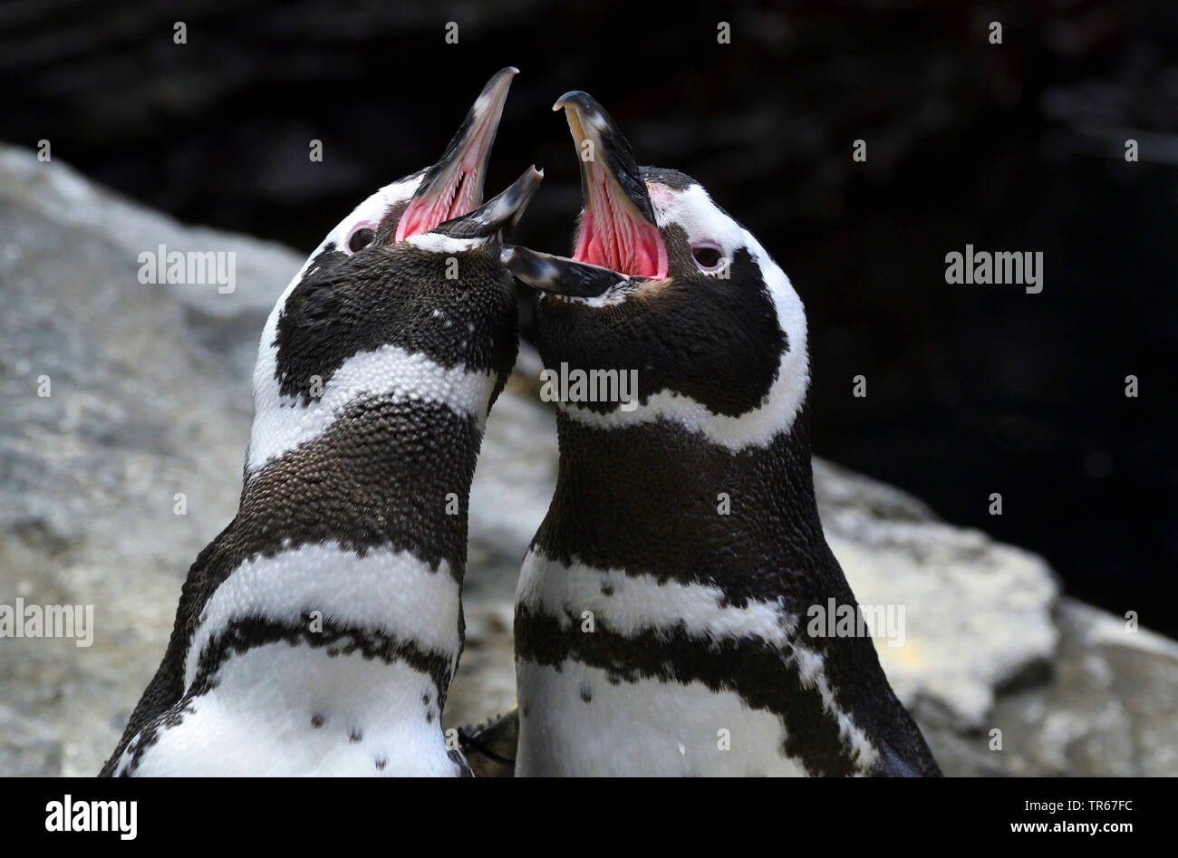 Humboldt penguin (Spheniscus humboldti), two conflicting Humboldt penguins Stock Photo