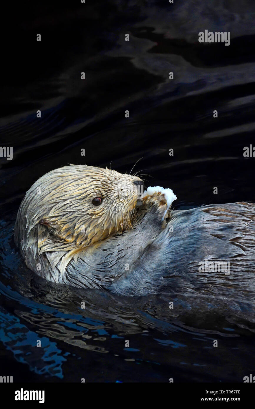 sea otter (Enhydra lutris), feeding in the water, half-length portrait Stock Photo