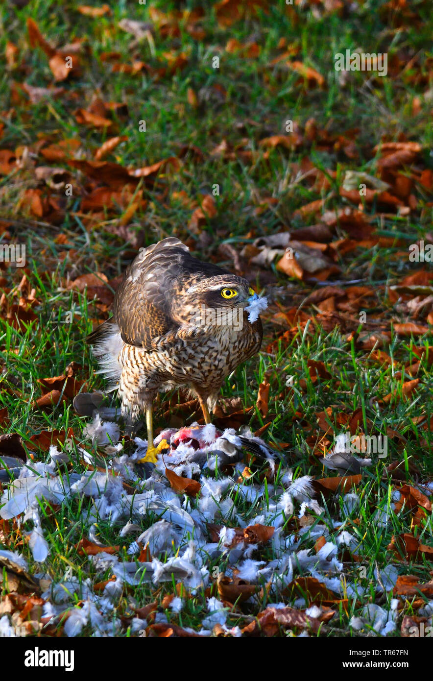northern sparrow hawk (Accipiter nisus), female feeding a collared dove in a meadow, United Kingdom, Scotland, Cairngorms National Park Stock Photo