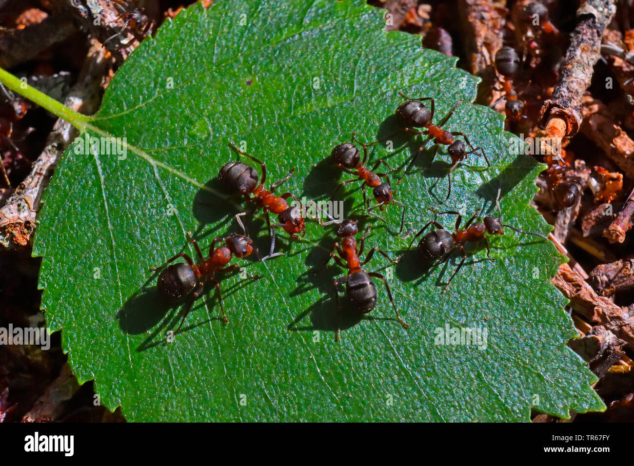 wood ant (Formica aquilonia), group on a leaf, United Kingdom, Scotland, Cairngorms National Park Stock Photo