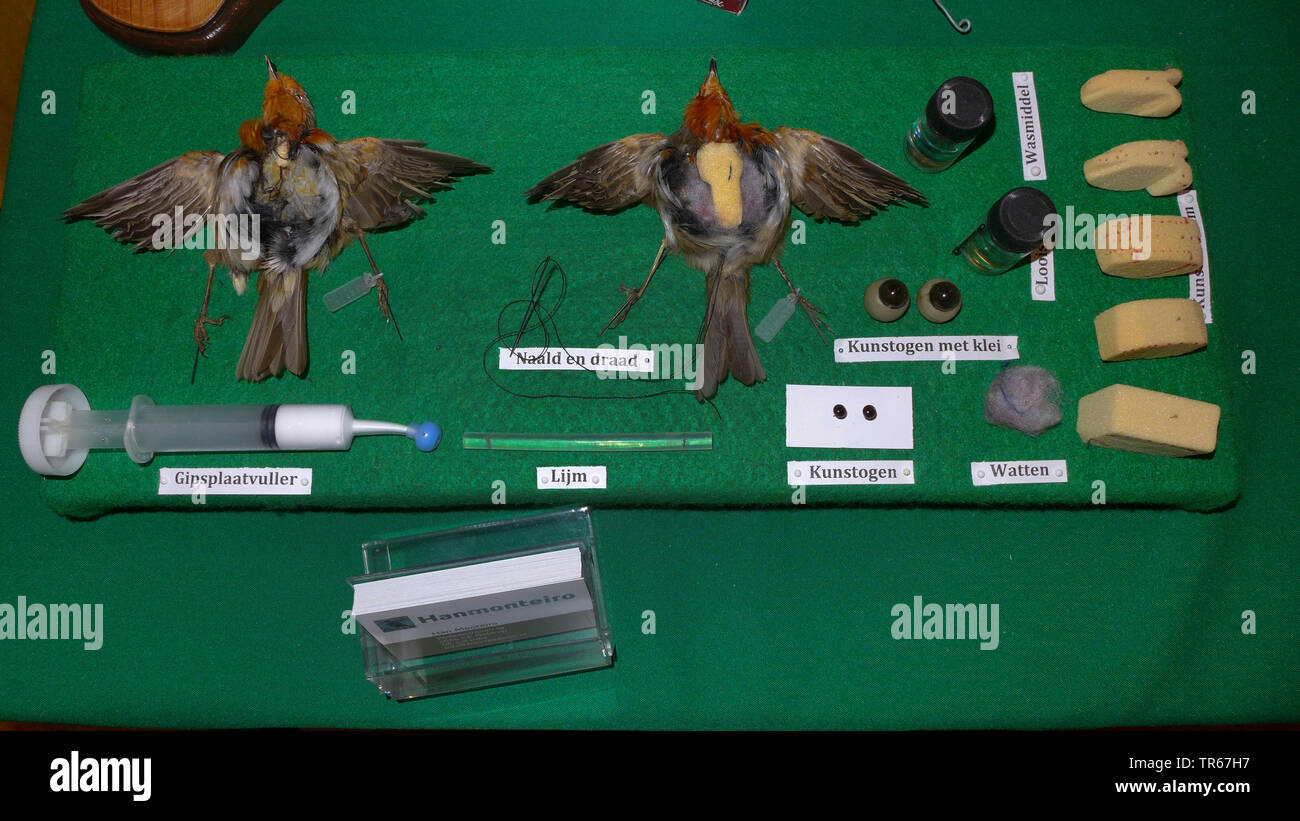 European robin (Erithacus rubecula), robins prepared for taxidermy Stock Photo
