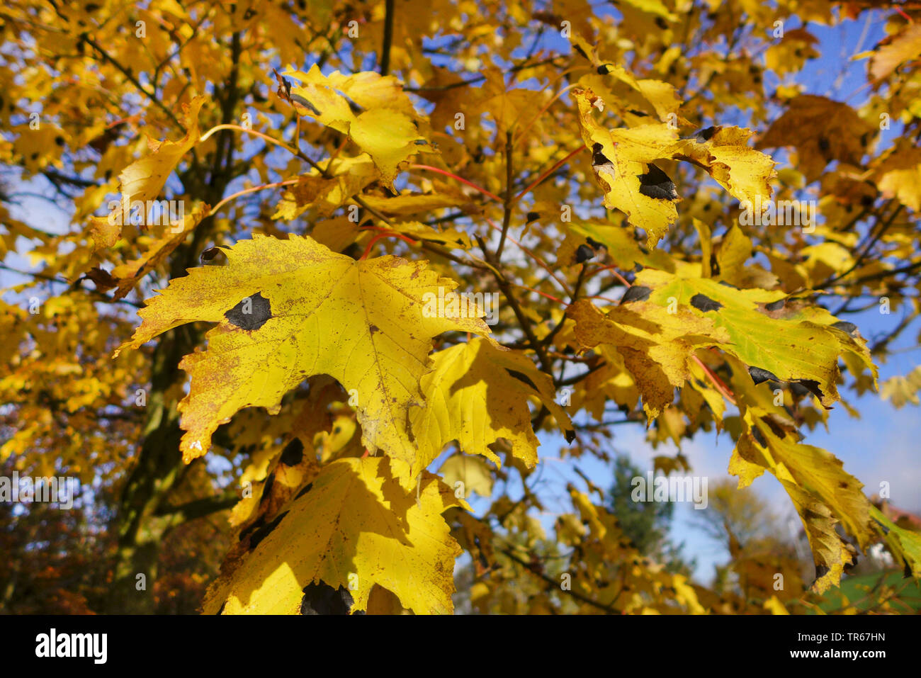 sycamore maple, great maple (Acer pseudoplatanus), autumn leaves with tar spot desease, Germany Stock Photo