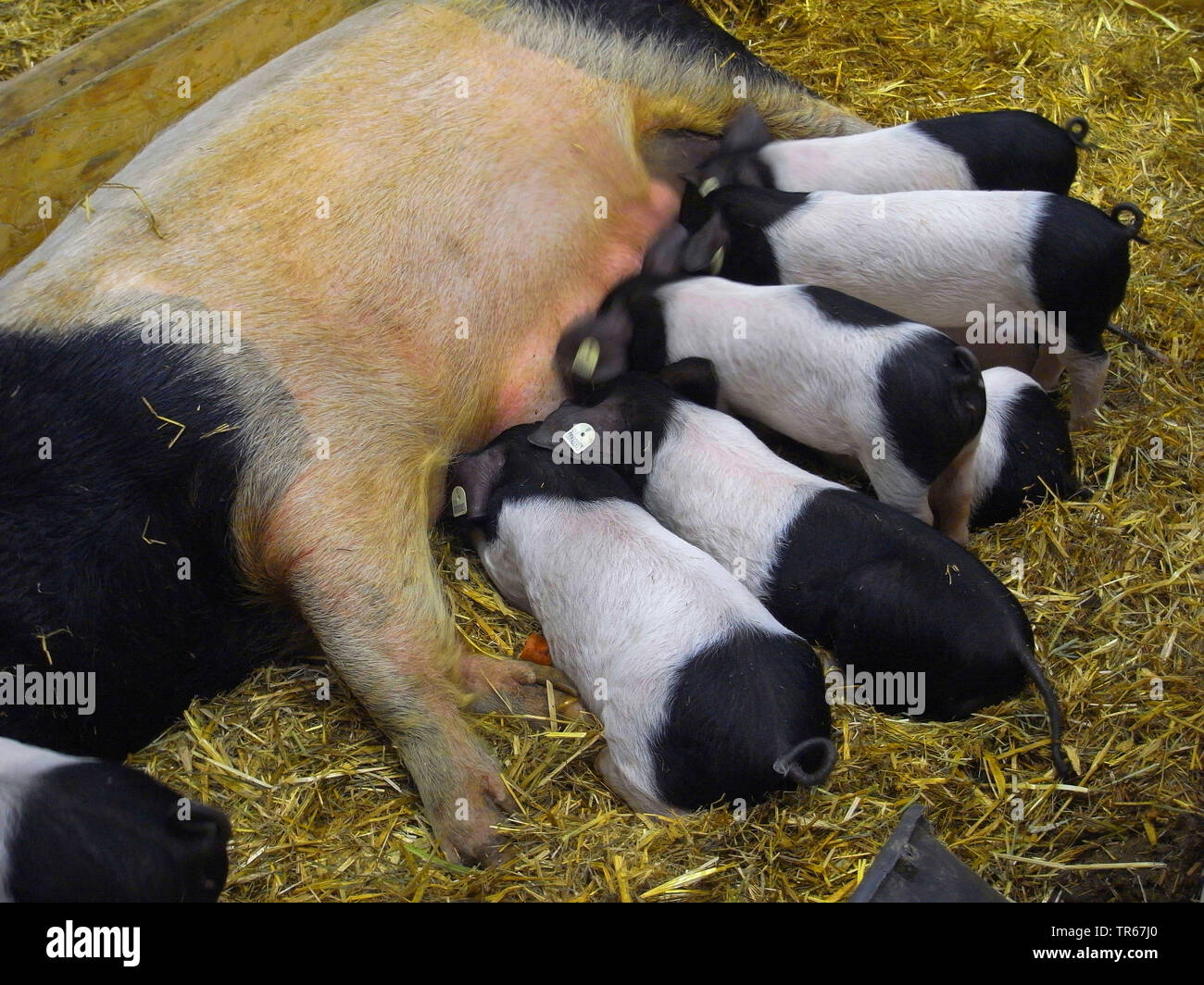 Swabian-Hall swine (Sus scrofa f. domestica), piglets sucking, Germany Stock Photo