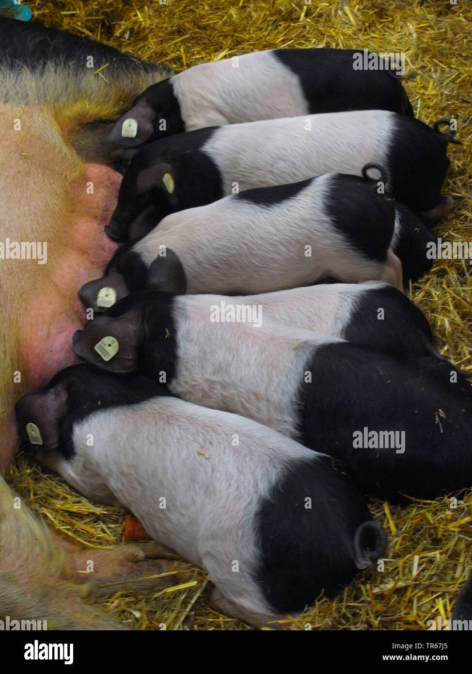 Swabian-Hall swine (Sus scrofa f. domestica), piglets sucking, Germany Stock Photo