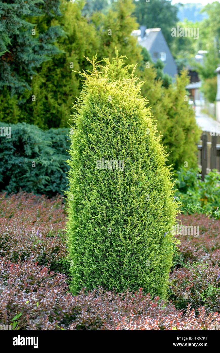 Common juniper, Ground juniper (Juniperus communis 'Gold Cone', Juniperus communis Gold Cone), cultivar Gold Cone, Germany Stock Photo