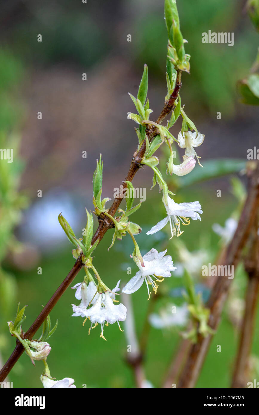 Winter honeysuckle (Lonicera x purpusii 'Winter Beauty', Lonicera x purpusii Winter Beauty, Lonicera purpusii), blooming branch, cultivar Winter Beauty, Germany, Saxony Stock Photo