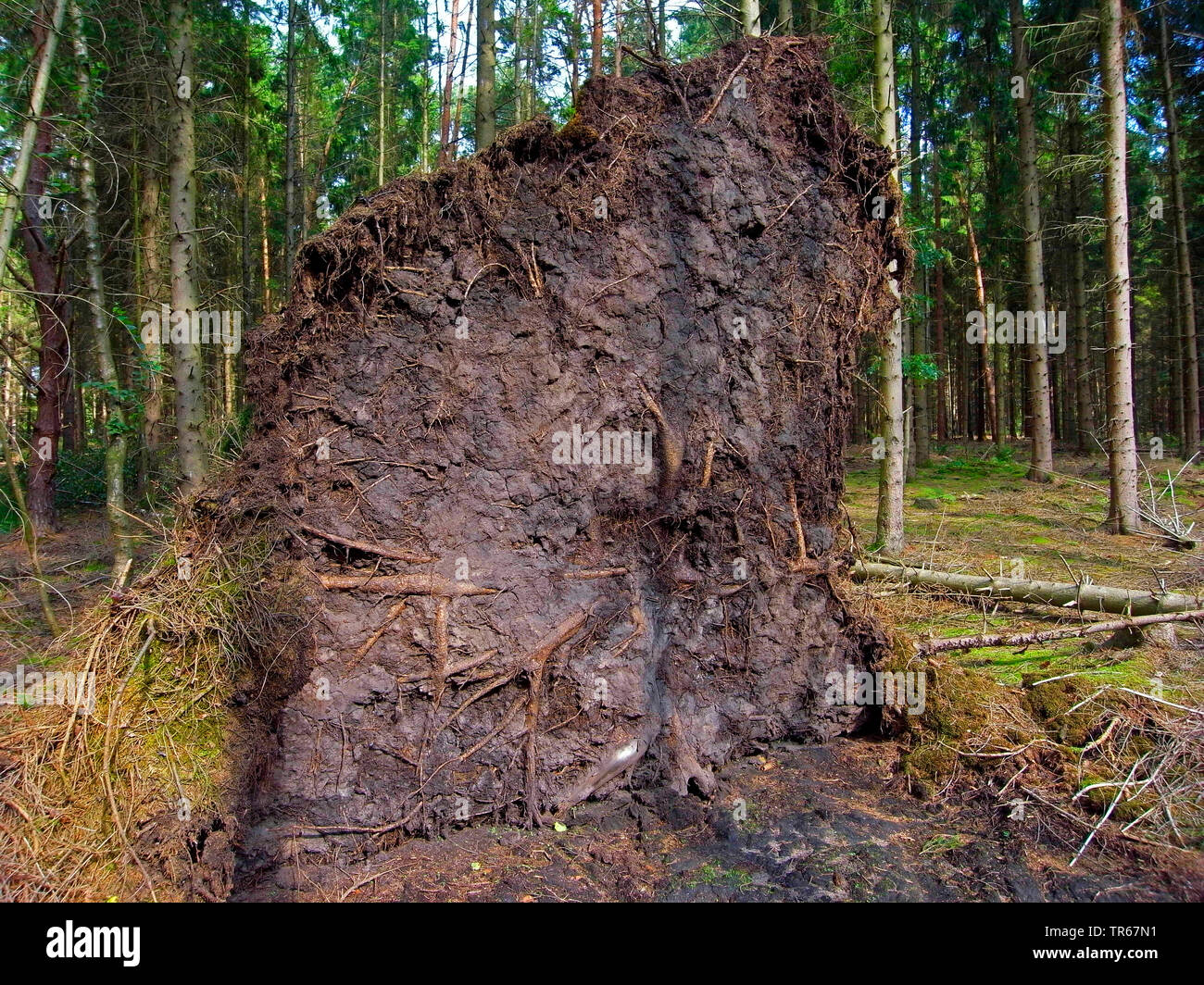 Norway spruce (Picea abies), fallen tree after a storm Stock Photo