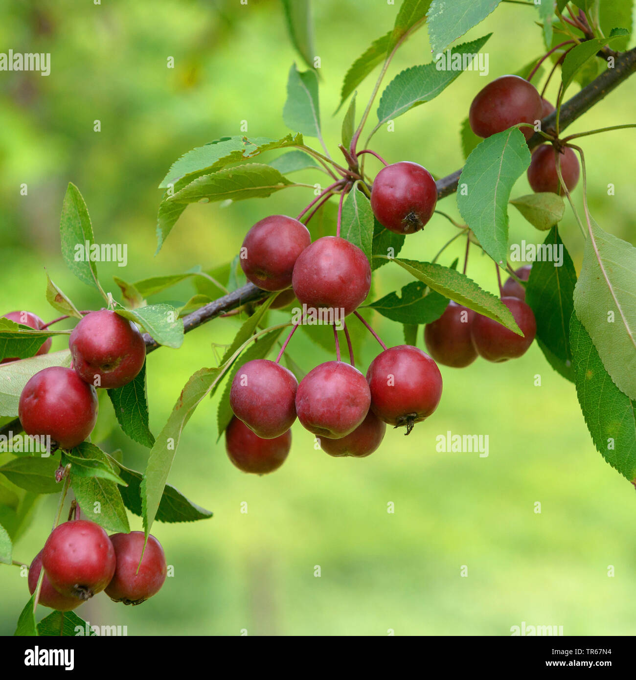 Ornamental apple (Malus 'Hopa', Malus Hopa), fruits of the cultivar Hopa Stock Photo