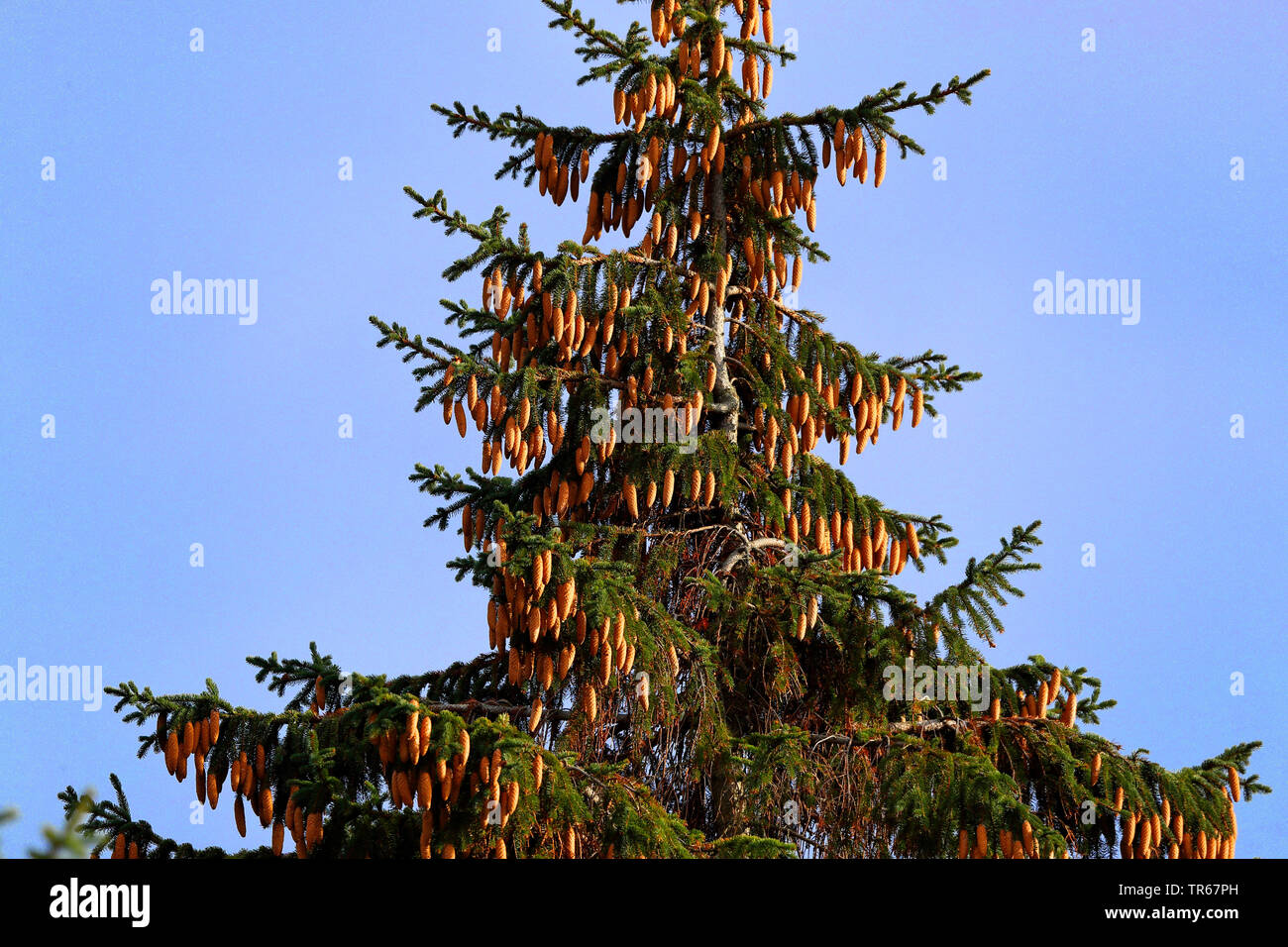 Norway spruce (Picea abies), crown with mature cones, Germany, Mecklenburg-Western Pomerania Stock Photo