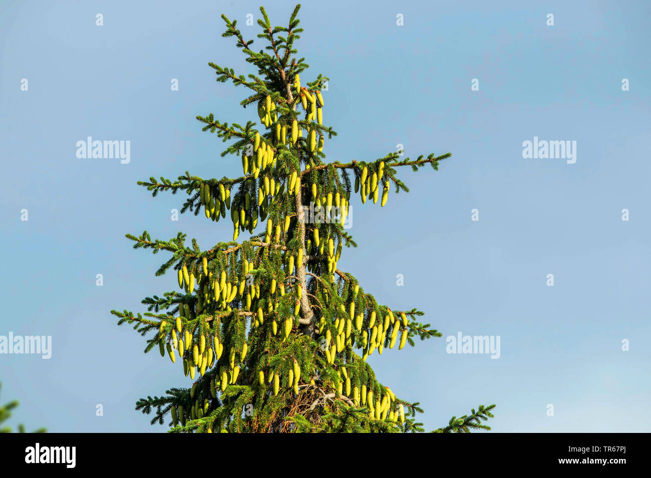 Norway spruce (Picea abies), crown with immature cones, Germany, Mecklenburg-Western Pomerania Stock Photo